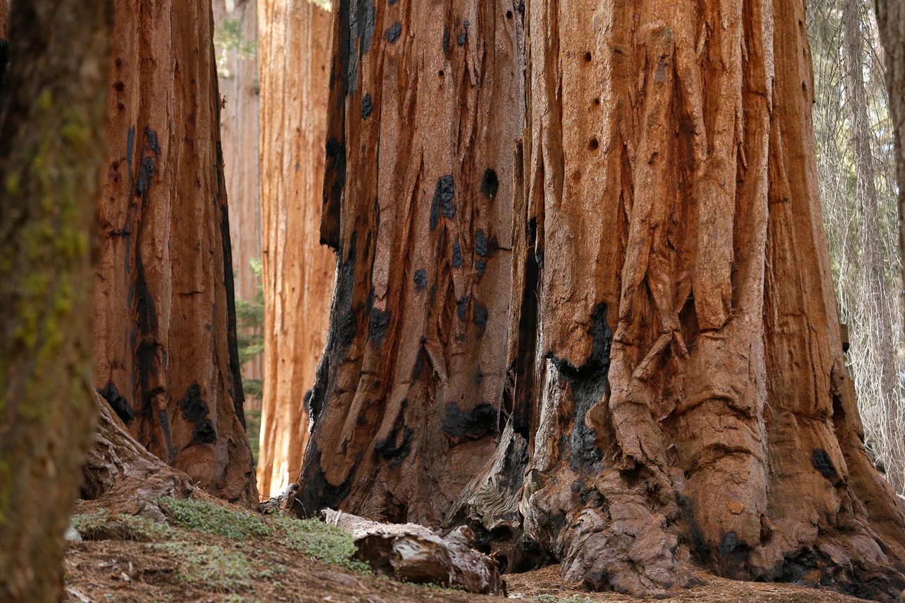 Giant sequoia grove